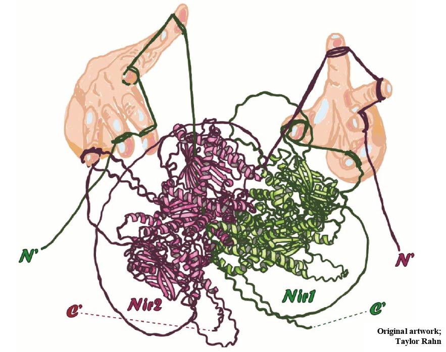 Taylor Rahn Thesis Art