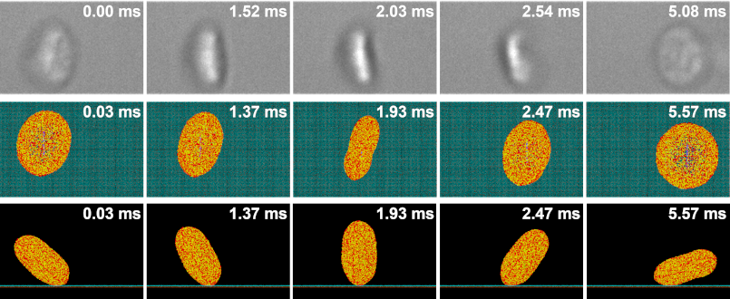 MSM Adhesion - in silico vs. in vitro MSM Adhesion - in silico vs. in vitro